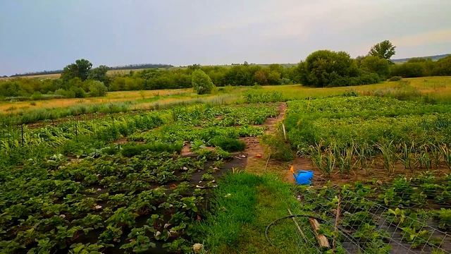 Сильный ураган и ливень - в огороде кошмар что творится// Варю земляничное варенье// В кафе смотреть онлайн