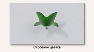 Семейство Крестоцветные. Видеоурок по биологии 6 класс