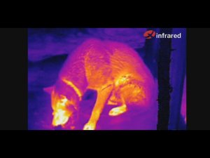 ОН ПРЕВРАТИЛ СМАРТФОН В ТЕПЛОВИЗОР! МИНИ-ТЕПЛОВИЗОР T2PRO ОТ КОМПАНИИ Xinfrared. Обзор и применение