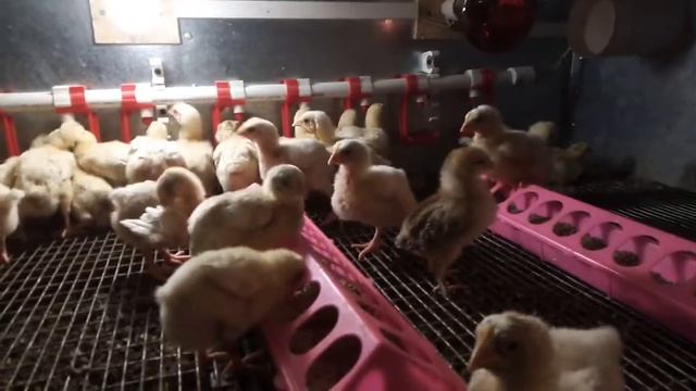 Бройлер КОББ700 Россия! Вывод 21 апреля 2021 года. смотреть онлайн