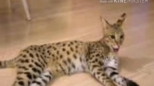 Самая большая кошка -Ашера