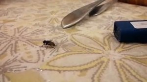 Муха в замедленном виде