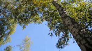 Эко-Отель АЯ Семейный отдых на озере "Ая" Отдых в Горном Алтае