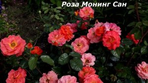 Розы флорибунда - самые обильноцветущие сорта, прекрасны внешне и обладают сибирским характером!