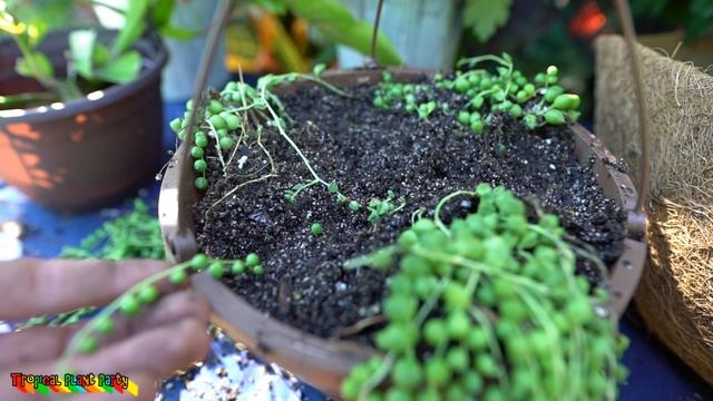 ?STRING OF PEARLS CARE & REPOT ? | SENECIO ROWLEYANUS | SUCCULENT HANGING BASKET смотреть онлайн