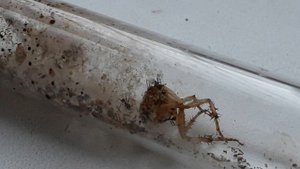 Pheidole noda - краткое описание