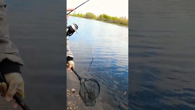 Огромный лещ на мормышку. #fish #fishing #мормышинг #nanozero