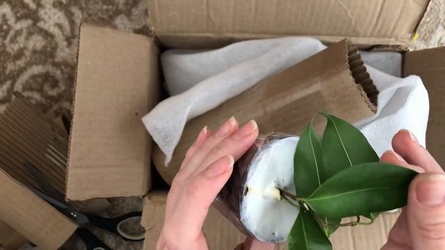 Мои покупки: фикусы Ирэн, Старлайт, Вианди и Серисса японская вариегатная Фуджи смотреть онлайн