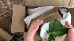 Мои покупки: фикусы Ирэн, Старлайт, Вианди и Серисса японская вариегатная Фуджи