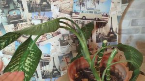 Укореняем диффенбахию