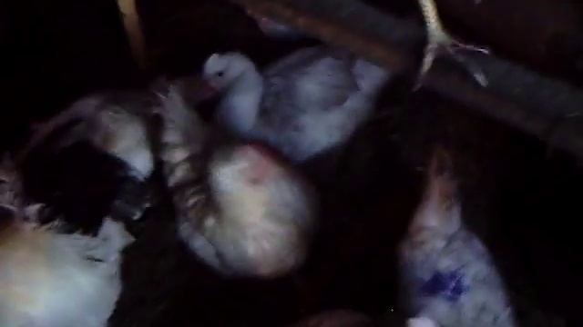 Брама, индоутки, первомайские курочки у нас в хозяйстве смотреть онлайн