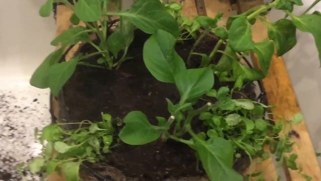 Посадка петунии и лобелии в кашпо смотреть онлайн