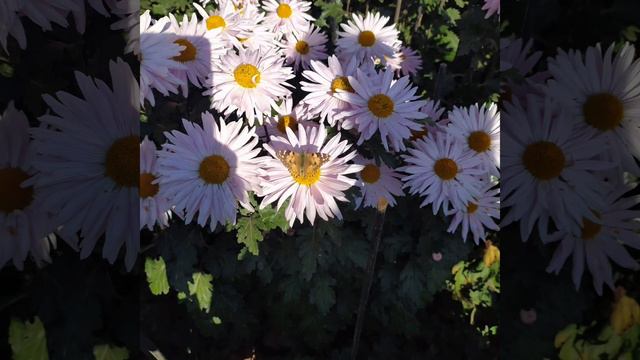 Ялта бал хризантем в ноябре и немного моих домашних цветов. Открытие канала. смотреть онлайн