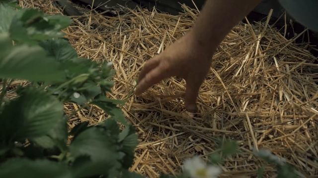 Крупнейшее клубничное хозяйство в Краснодарском крае. г.Белореченск.