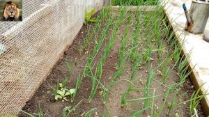 Чем подкормить лук севок весной для хорошего урожая