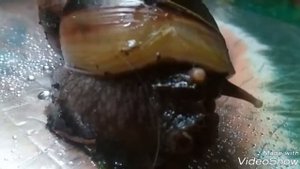 Улитка грызет панцирь! Как бороться с вредной привычкой вашего питомца.