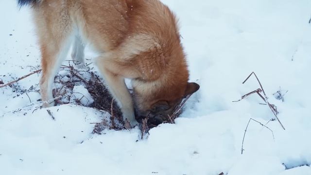 ЖИЗНЬ В УРАЛЬСКОЙ ДЕРЕВНЕ С ПРИХОДОМ ХОЛОДОВ | ТАЕЖНЫЙ ТУПИК И САЛАТ С КВАШЕНОЙ КАПУСТОЙ смотреть онлайн