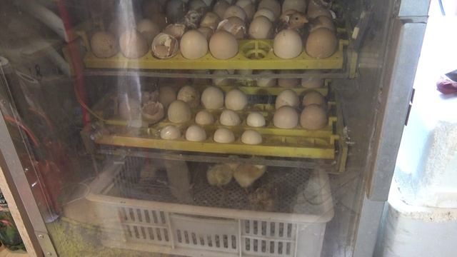 Пчеловодные сюжеты из жизни пчеловода не перематывать