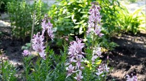 Ясенец в разгар цветения