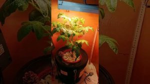 Как рассчитать вентиляцию в гроубоксе формула расчёта