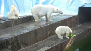 Утро у медвежат началось с требований Белки накормить их. 25.07.2023