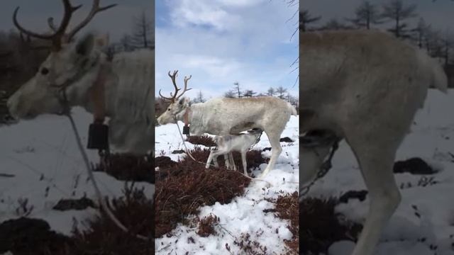 На Сахалине родился белый олень, аборигены назвали это добрым знаком