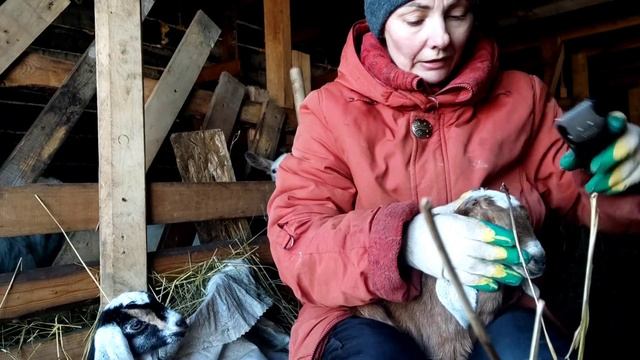 Рогатый,или камолый козлёнок.Обезрожила Шоколадку.Ужасы какие.Коза умерла от инсульта смотреть онлайн