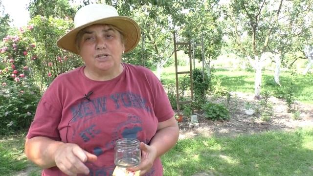 Подкормка Для Формирования КРУПНЫХ И ЗДОРОВЫХ Кочанов Капусты. Обзор грядок. смотреть онлайн