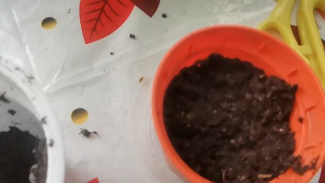 Огород на подоконнике