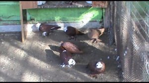 Благодарненский голубь