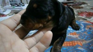 Щенки добермана