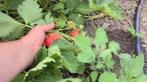 Клубника Лючия, крупная новинка со сладкой ягодой!
