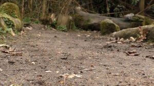 Video for Cats to Watch : Squirrels and Birds Extravaganza