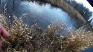 Трофейная кумжа