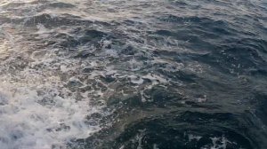 Сезон тунцов в Черногории. Tuna time) Тунец  3 кг