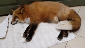 Ли Сяо / Alice the Fox Лиса Алиса (Лиса спит и не хочет уходить из ванной)