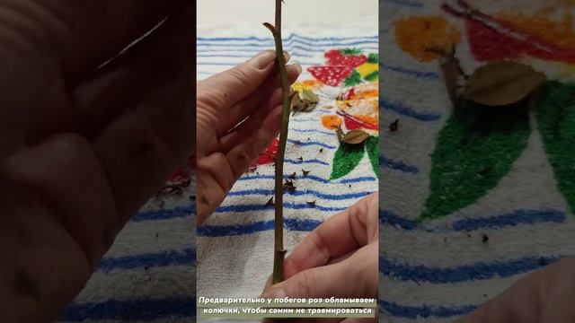 Как размножить розы. Весь процесс окулировки.
