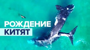 Момент появления на свет китят недалеко от берега в Аргентине — видео
