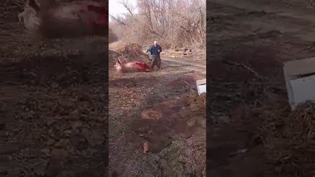 Хряк Жора, режим кабанчика весом 300кг. Малыш смотреть онлайн