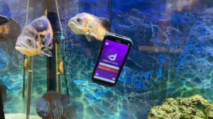 Обзор терминалов сбора данных Mindeo M40,  M50, D60