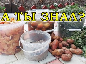 Сажаем КАРТОФЕЛЬ: ОБРАБОТКА клубней, УДОБРЕНИЯ в лунку???