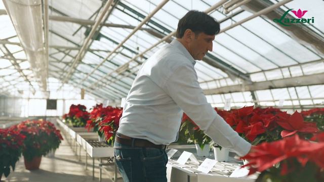 Poinsettia Collection 2021 - Lazzeri смотреть онлайн