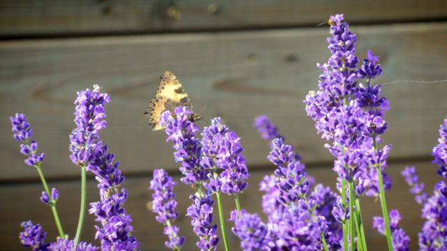 Relaxing and soothing video of many butterflies feeding on lavender. смотреть онлайн