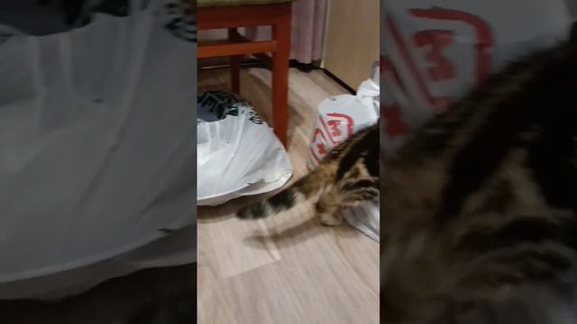 Шотландские котята играют