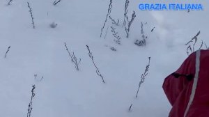 Левретка. Левретки. Питомник Левреток. Italienisches Windspiele. (720p)