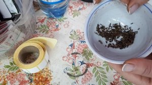 ВЕРБЕНА. Посев. НЮАНСЫ предпосевной  подготовки семян.