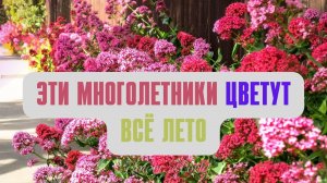 Эти многолетники будут цвести всё лето.