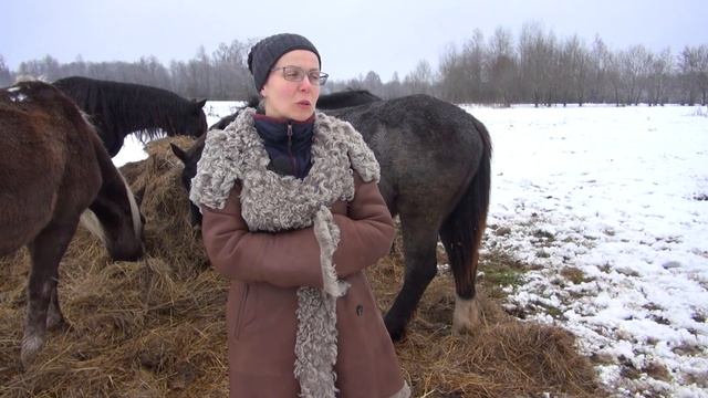 Покупка жеребёнка. Зачем вам лошадь? смотреть онлайн