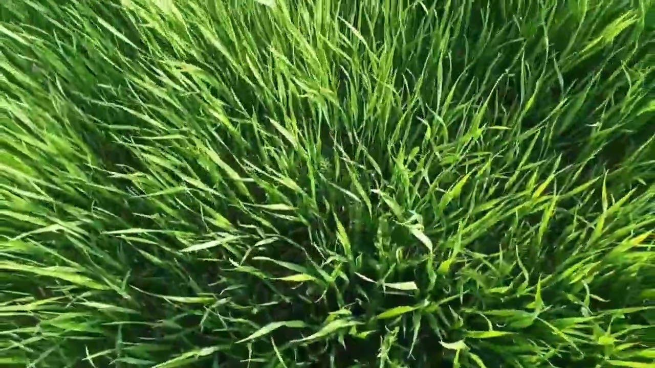 Дом у реки вместо дачи