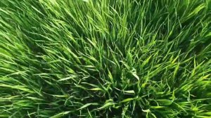 Дом у реки вместо дачи